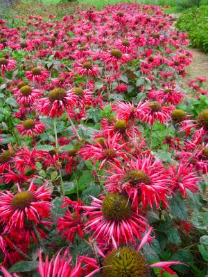 Indianernessel Monarda  - fistulosa Balance