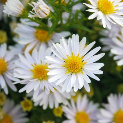 Aster - dumosus 'Apollo'