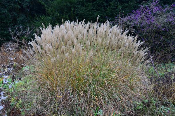 Miscanthus ( Chinaschilf ) - sinensis 'Yakushima Dwarf'