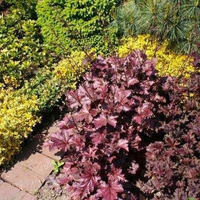 Purpurglöckchen Heuchera - micrantha 'Amethyst Myst'