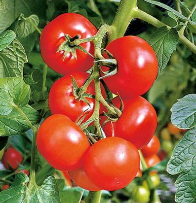 Freiland-Tomate 'Phantasia' im 10 cm Topf