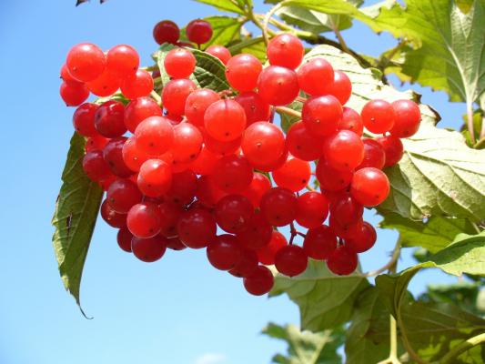 Cranberry / Moosbeere 'Pilgrim' Vaccinium macrocarpon