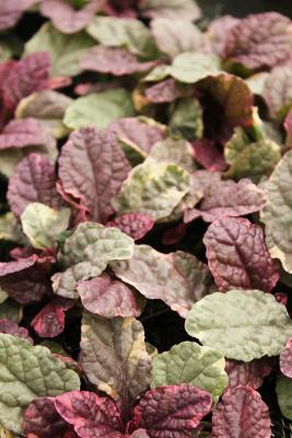 Günsel Ajuga - reptans 'Burgundy Glow'