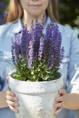 Salbei Salvia  - nemorosa 'Ostfriesland'