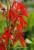 rote Lobelie Lobelia cardinalis