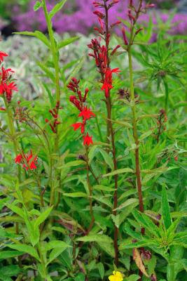 rote Lobelie Lobelia cardinalis