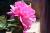 Pfingstrose Paeonia  - lactiflora 'Sarah Bernhardt'