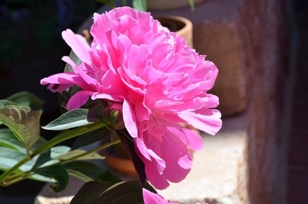 Pfingstrose Paeonia lactiflora Sarah Bernhardt online kaufen