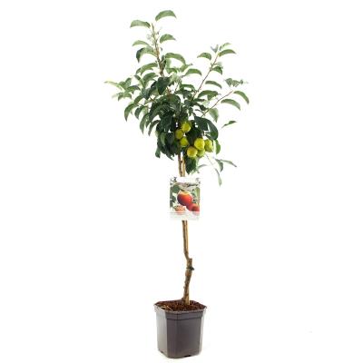 Apfelbaum Malus dom. Elstar Baum online kaufen