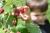 Himbeere 'Glen Ample' Rubus idaeus