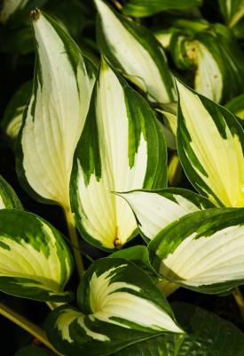 Funkie Hosta -  fortunei 'Fire and Ice'