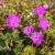 Storchenschnabe Geranium - sanguineum  'Tiny Monster'