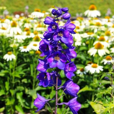 Rittersporn Delphinium  - Pacific 'Black Knight'