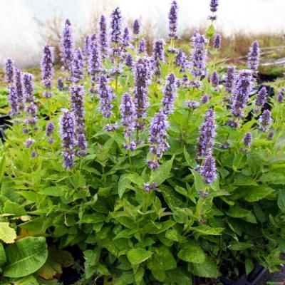 Duft Nessel Agastache - rugosa 'Blue Fortune'