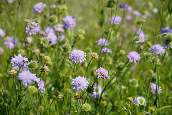 Skabiose Scabiosa  - columbaria 'Butterfly Blue'