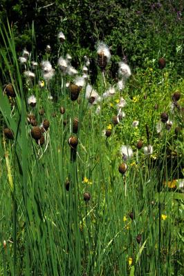 Zwerg Rohrkolben Typha minima