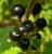 Schwarze Johannisbeere 'Titania' - Ribes nigrum
