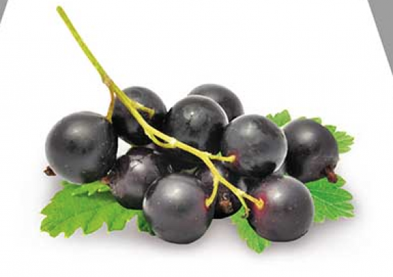 Schwarze Johannisbeere 'Titania' - Ribes nigrum