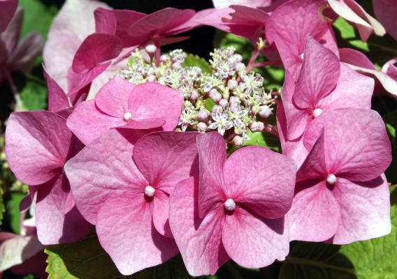 Tellerhortensie 'Mariesii Perfecta' - Hydrangea macrophylla