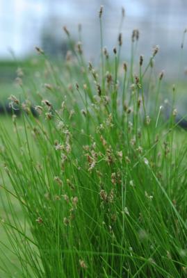 Nadelsimse Eleocharis accicularis