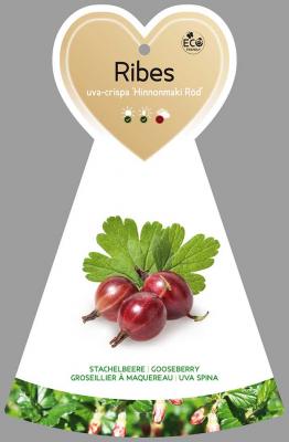 Stachelbeere 'Hinnonmäki rot' - Ribes uva-crispa