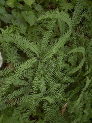 Pfauenrad-Farn - Adiantum pedatum