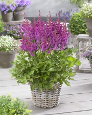 Prachtspiere Astilbe  - chinensis 'Visions in Red'