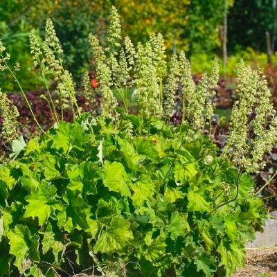 Purpurglöckchen Heuchera - villosa var.macrorrhiza