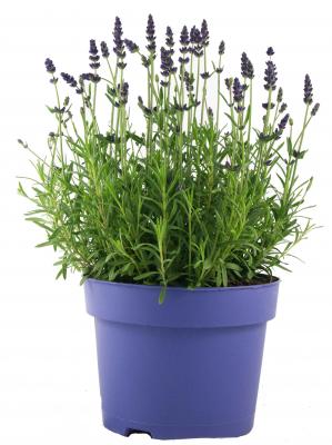 XXL Lavendel Lavandula - angustifolia