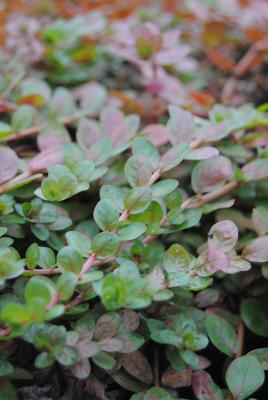 kleinblättrige Rotala indica