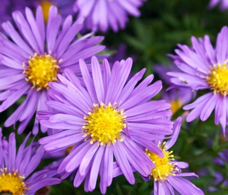 Kissen-Aster - dumosus 'Blaue Lagune'