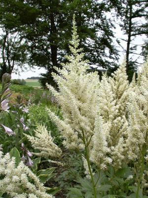 Prachtspiere Astilbe  - japonica 'Deutschland'