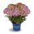 Magical Coral® Hortensie