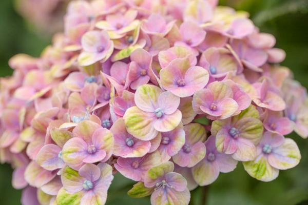 Magical Coral® Hortensie online kaufen
