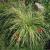 Carex  ( Segge ) - oshimensis 'Evergold'