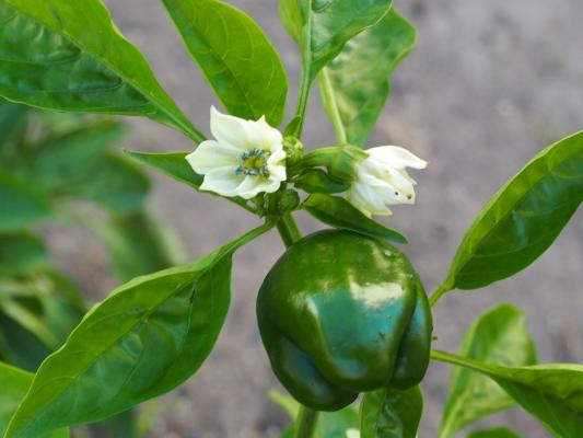 Grüne Paprika im 9 cm Topf