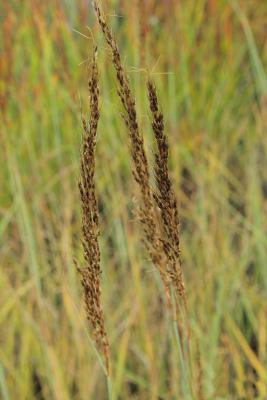 Sorghastrum (Goldbartgras) - nutans 'Indian Steel'