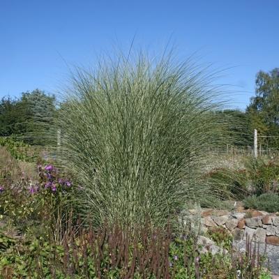 Miscanthus ( Chinaschilf ) - sinensis 'Morning Light'