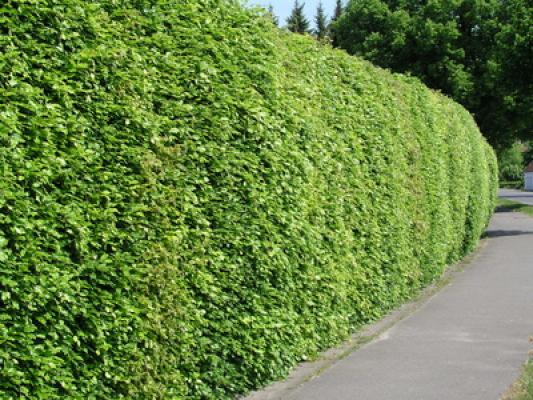 Rotbuchenhecke - Fagus sylvatica