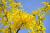 Forsythie 'Weekend®' - Forsythia intermedia