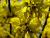 Forsythie 'Weekend®' - Forsythia intermedia