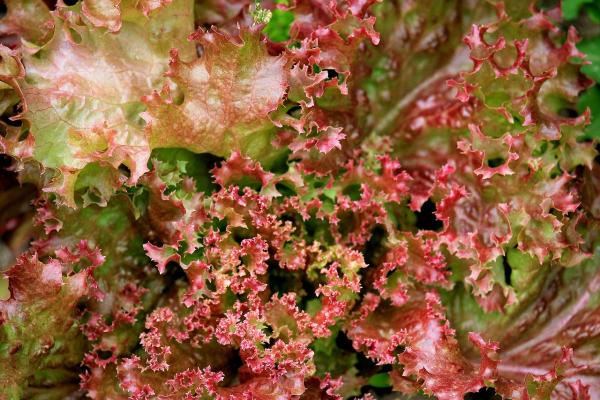 Salat Lollo Rosso als Wurzelballen