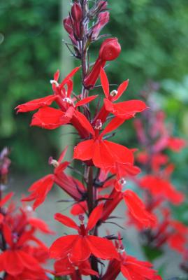 rotlaubige Lobelie Lobelia fulgens