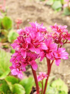 Bergenie  - cordifolia Abendglut