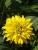Sonnenhut Rudbeckia  - laciniata 'Goldquelle'