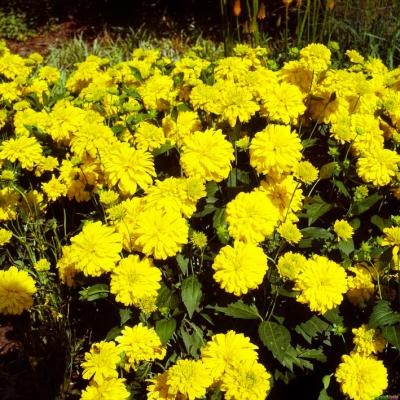 Sonnenhut Rudbeckia  - laciniata 'Goldquelle'