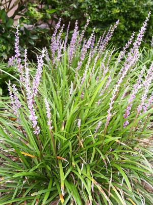 Lilientraube Liriope  - muscari 'Big Blue'