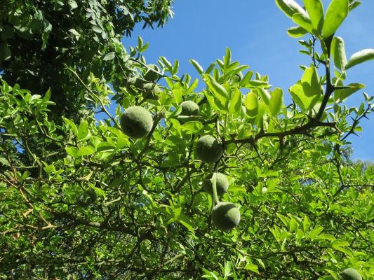 Dreiblättrige Orange Poncirus trifoliata