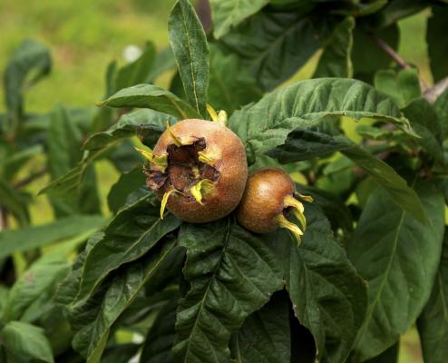 Deutsche Mispel 'Westerveld' - Mespilus germanica