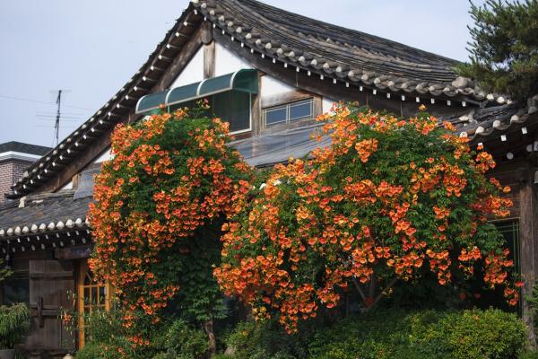 Amerikanische Klettertrompete - Campsis radicans